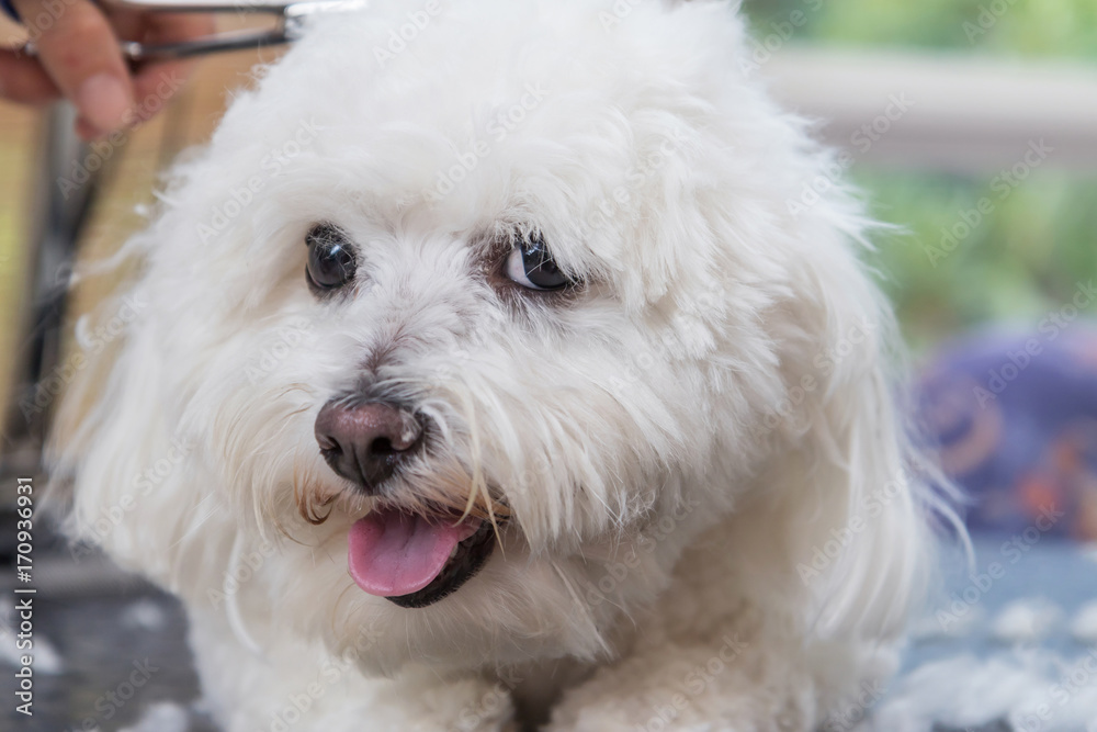 Closeup view of the head of groomed cute white Bolognese dog. The dog is looking at the camera. 