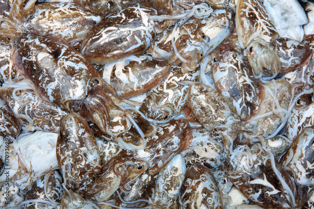 Tintenfisch auf dem Fischmarkt in Catania. Sizilien Tintenfisch auf dem Fischmarkt in Catania. Sizilien