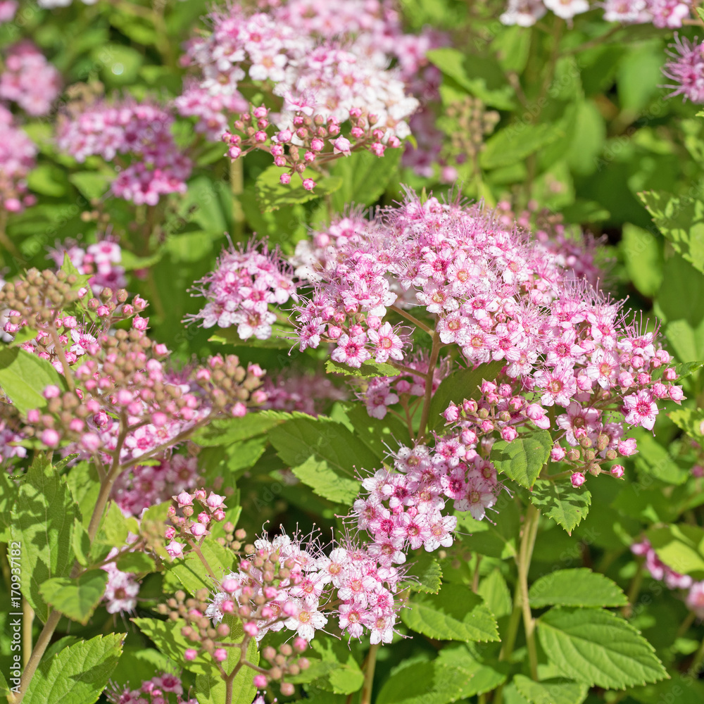 Spiraea bumalda, Blühender Spierstrauch Spiraea bumalda, Blühender Spierstrauch