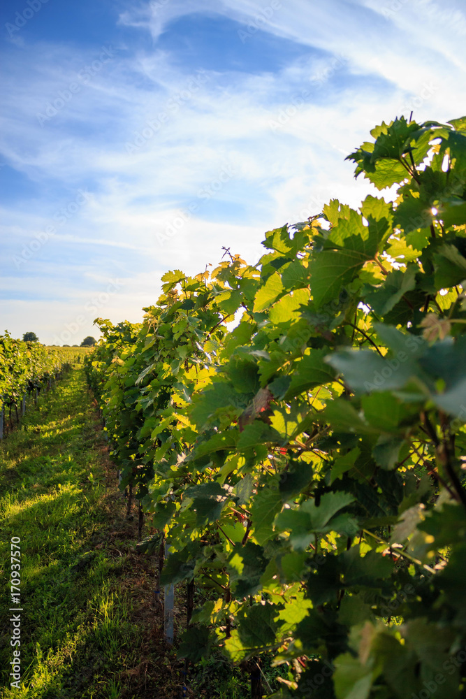 Green vineyard in Rheinhessen with sunshine and blue sky	