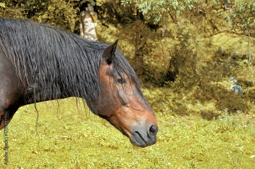 horse on a grassland close up photo photo