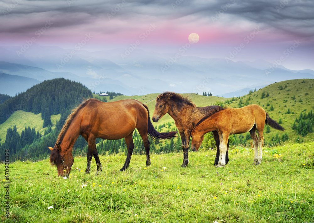 Free Carpathian stallions