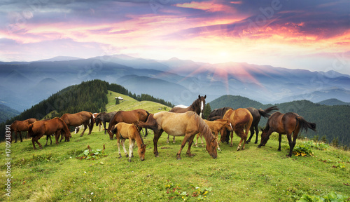 Free Carpathian stallions © panaramka