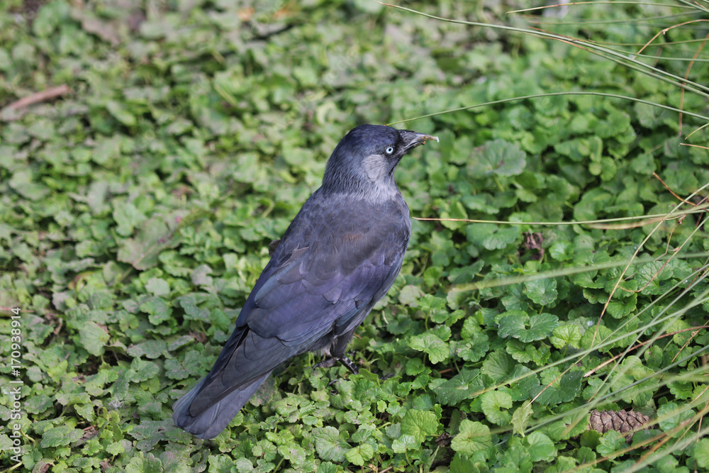 Western jackdaw Western jackdaw