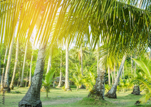 Palm trees at tropical coast © natara