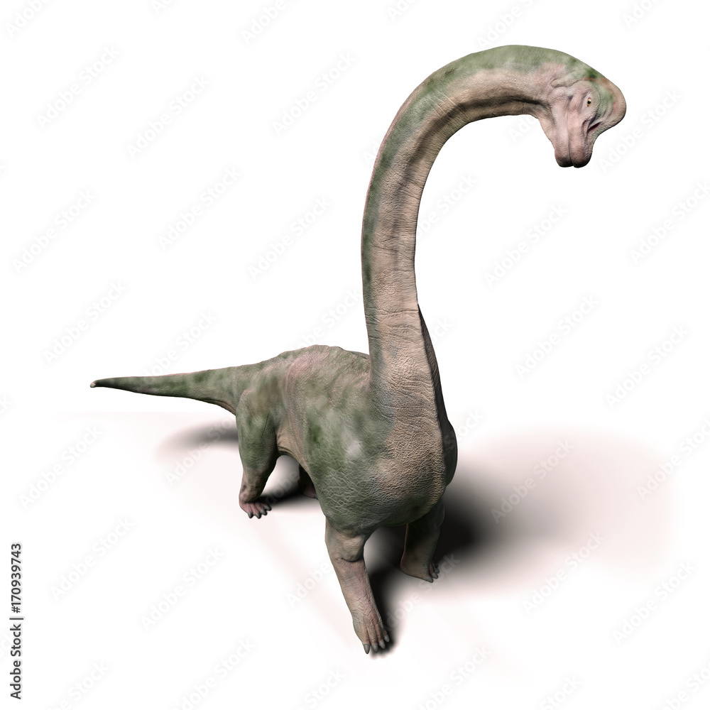 Fototapeta premium Brachiosaurus altithorax dinozaur z późnej jury, na białym tle