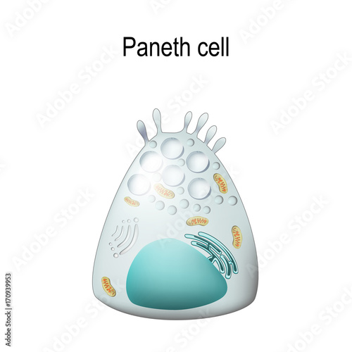 Paneth cell photo