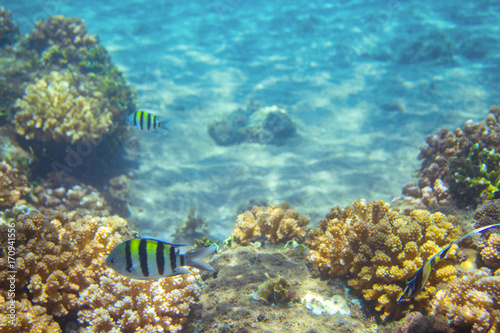 Striped sergeant fish in coral reef. Tropical seashore inhabitant underwater photo.