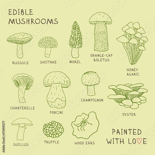 Set drawings of edible mushrooms for your design.