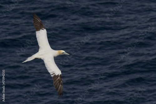 Gannet in flight