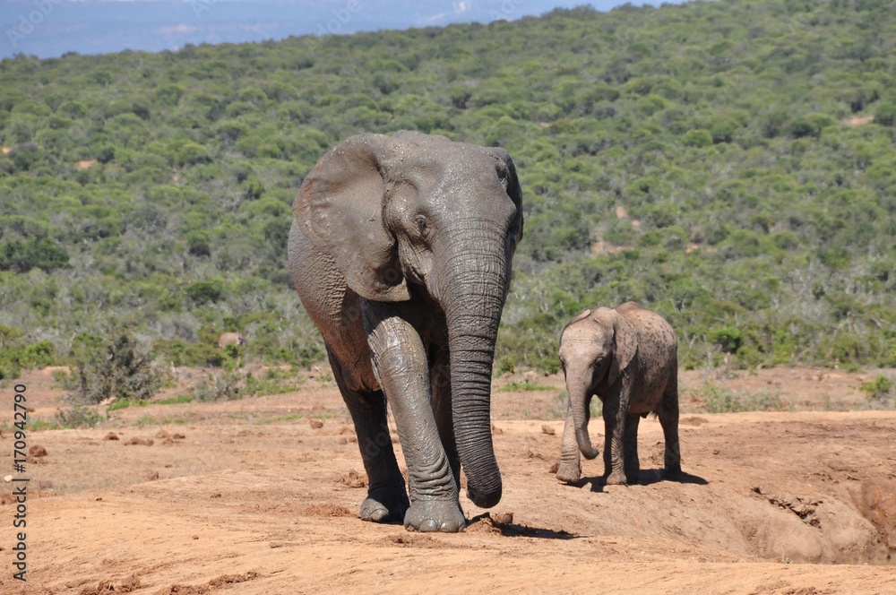 big male elephant