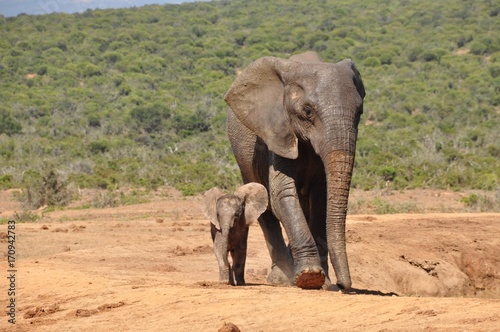 Mother elephant with calf