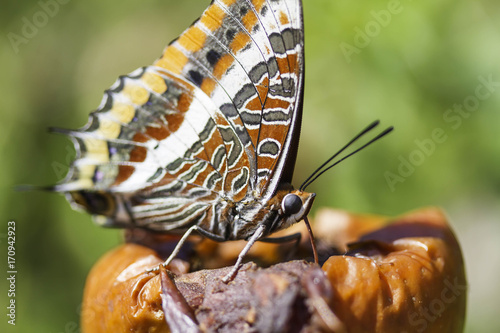 Two-tailed Pasha Butterfly photo