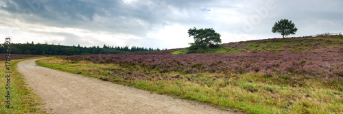 Flowering Heathland or moorland in Holland