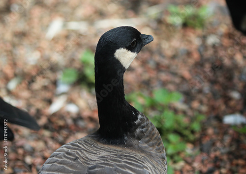 cackling goose (Branta hutchinsii) photo