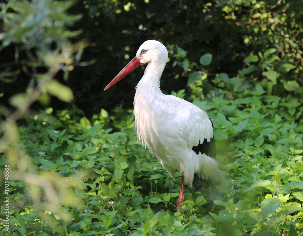 Fototapeta premium White stork