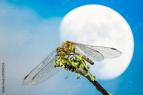 Focus Stacking - Vagrant Darter, Dragonfly, Sympetrum vulgatum photo