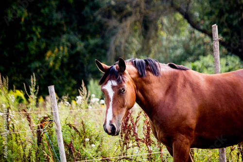 Portrait of bay arabian mare