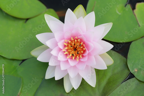 Pink lotus in the pool.
