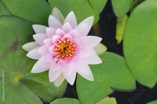 Pink lotus in the pool.