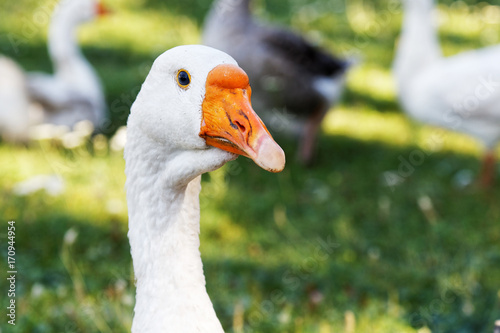 Closeup head of goose who walks on the grass. Shallow focus.