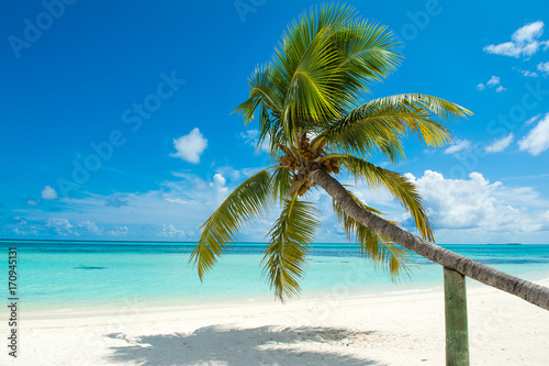 Fallen palm tree on a sandy beach along the turquoise ocean