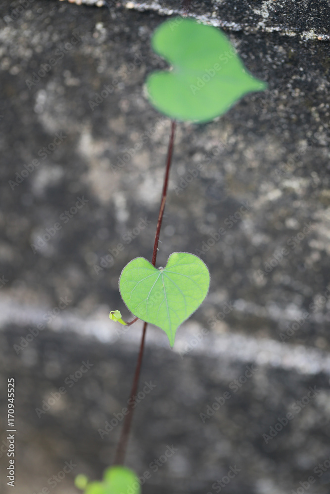 Green Leaf shaped heart in the garden. Green Leaf shaped heart in the garden.