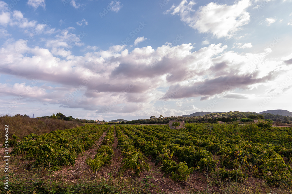 Vineyards in Spain. Majorca