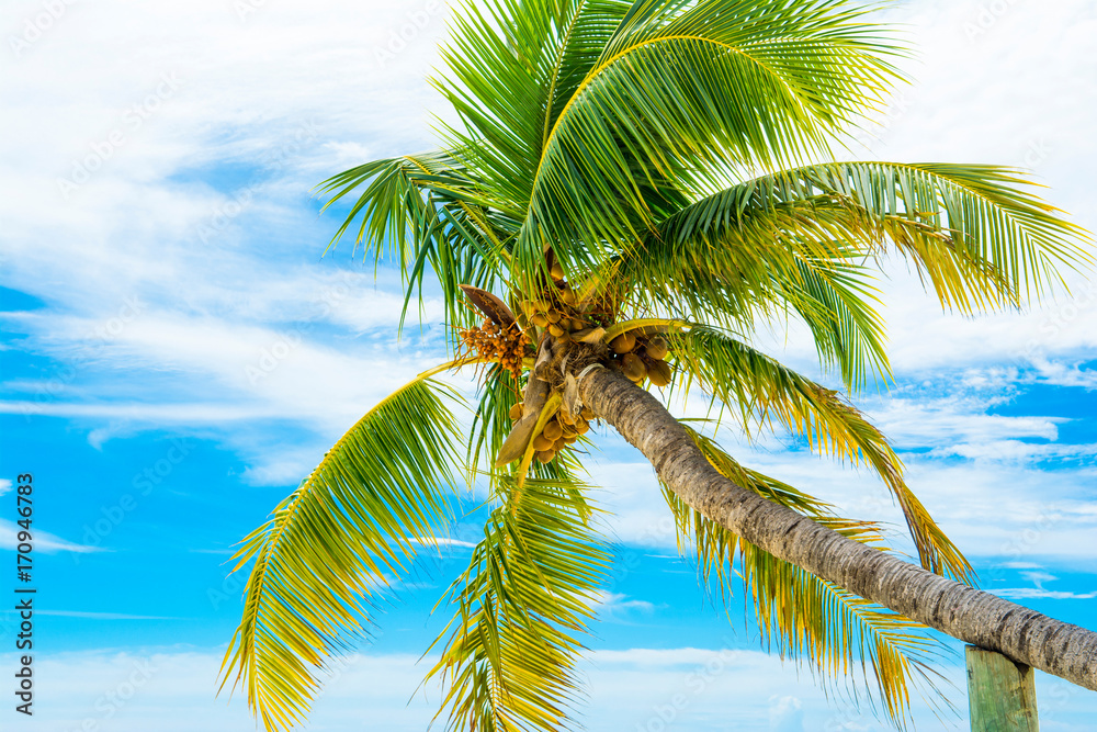 Fototapeta premium Palm trees with branches of coconut on the background of bright cloudless blue sky