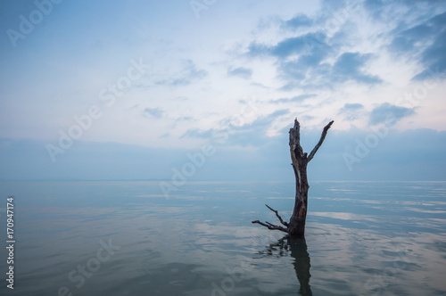 Dead mangrove tree photo
