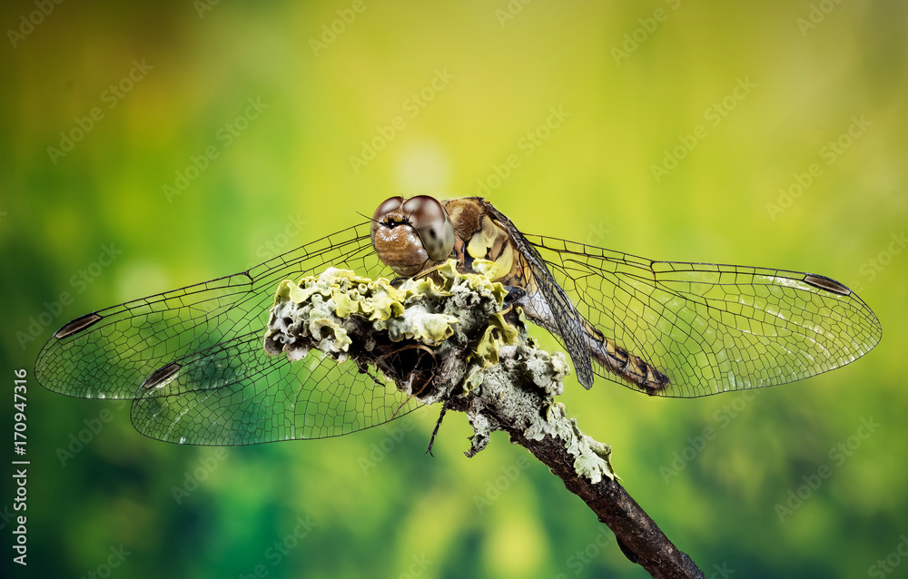 Focus Stacking - Vagrant Darter, Dragonfly, Sympetrum vulgatum Focus Stacking - Vagrant Darter, Dragonfly, Sympetrum vulgatum