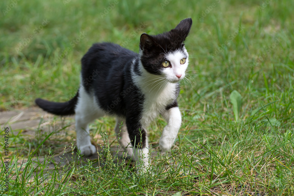 Beautiful black and white kitten walking on the grass