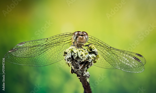 Focus Stacking - Vagrant Darter, Dragonfly, Sympetrum vulgatum