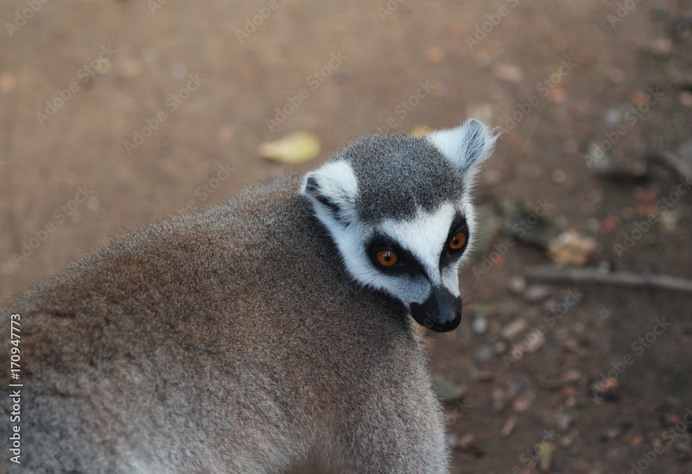 Fototapeta premium Ring tailed lemur