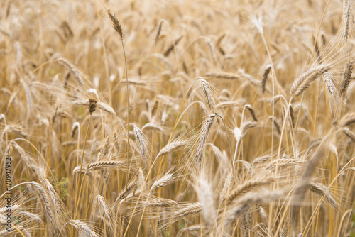 Wheat ears growing in the field