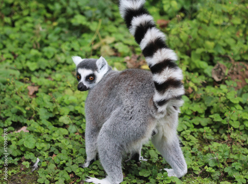 Ring tailed lemur