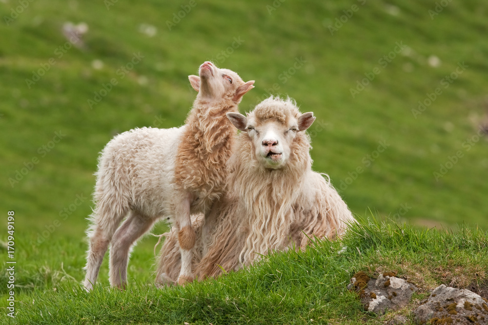 Fototapeta premium Faroe island, sheep