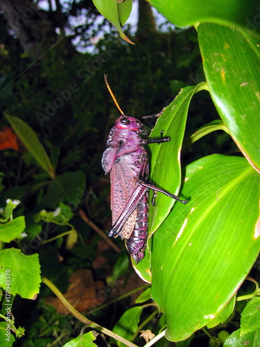 Purple Lubber grasshopper, Taeniopoda reticulata, in the jungle of Costa Rica, Central America photo