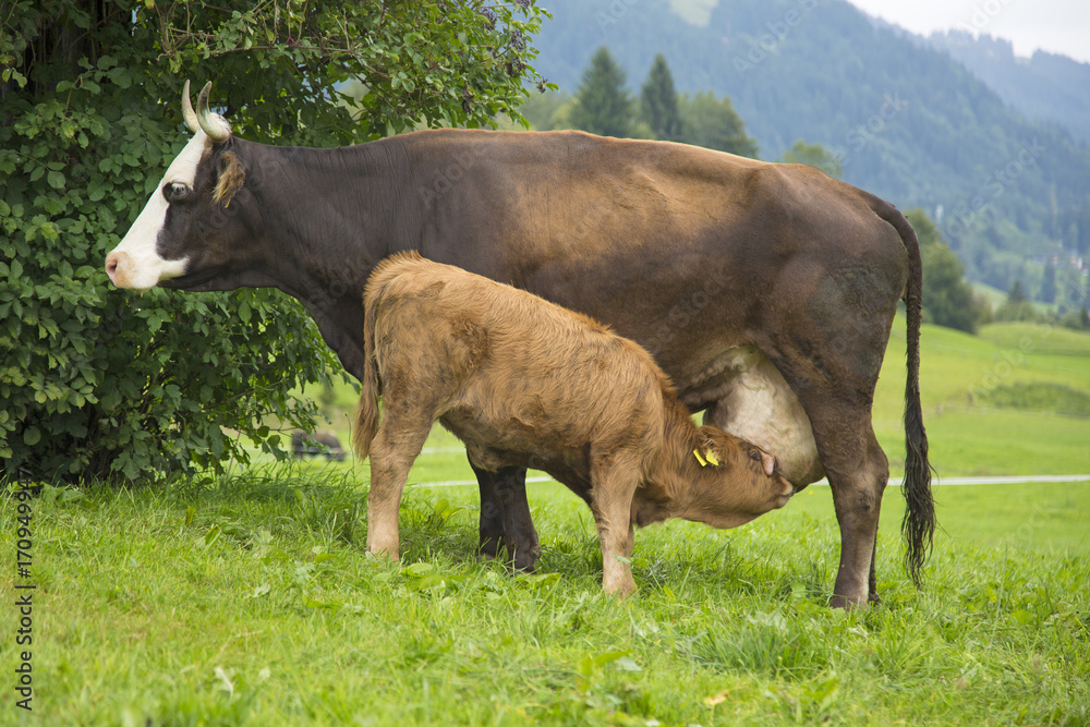 Kälbchen saugt bei Mutter - Kuh - Allgäu - Mutter - Kind - niedlich Kälbchen saugt bei Mutter - Kuh - Allgäu - Mutter - Kind - niedlich
