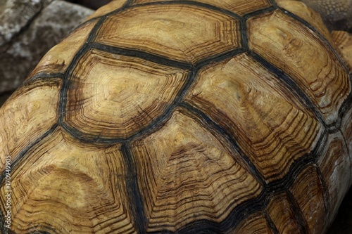 tortoise © oilslo