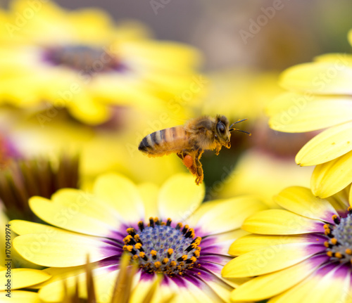 Bee hovering above colorful pollen filled flowers © Wayne