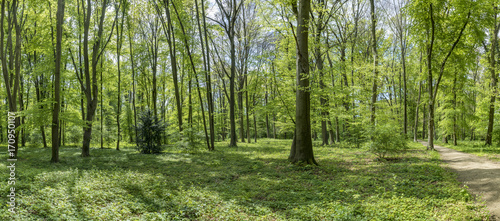 Fototapeta Naklejka Na Ścianę i Meble -  forest in the park of wilhelmsbad