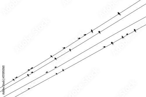 Black vector group of birds silhouettes sitting on cables on isolated on white background
