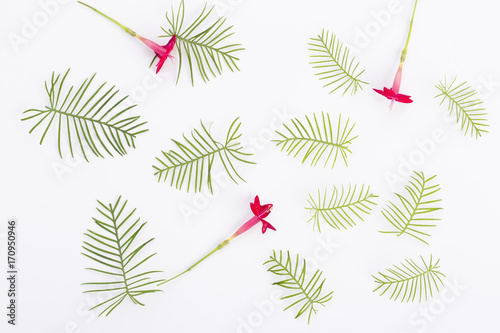 Green leaf and flowers on the white background. Top view. Cypress vine leaves. photo