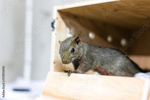 Baby Squirre playing in home photo