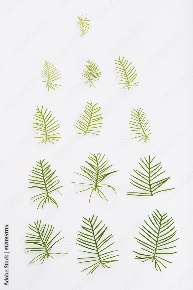 Green leaves on the white background. Top view. Cypress vine leaves.