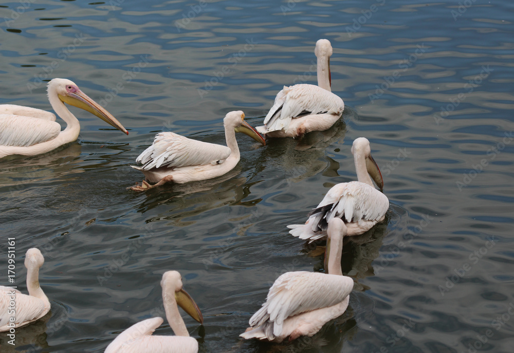 great white pelican (Pelecanus onocrotalus) great white pelican (Pelecanus onocrotalus)