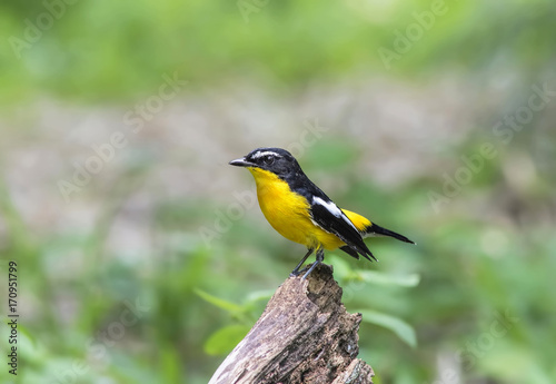 Beautiful bird in nature Yellow-rumped Flycatcher © sakda