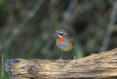  Luscinia calliope (Siberian Rubythroat)  photo