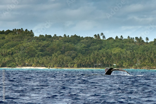 humpback whale in pacific ocean near the shore